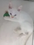 Gatinhos