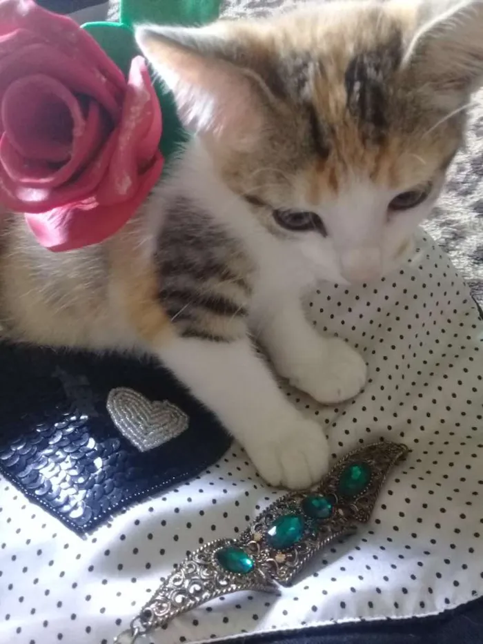 Gato ra a Gato idade Abaixo de 2 meses nome Gatinhos