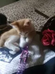 Gatinhos