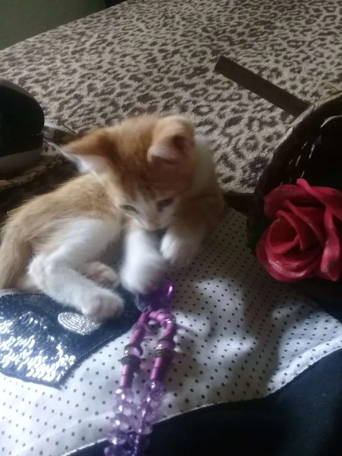 Gato ra a Gato idade Abaixo de 2 meses nome Gatinhos