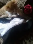 Gatinhos