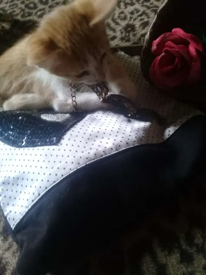 Gato ra a Gato idade Abaixo de 2 meses nome Gatinhos