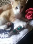Gatinhos