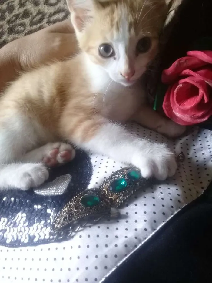 Gato ra a Gato idade Abaixo de 2 meses nome Gatinhos