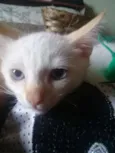 Gatinhos
