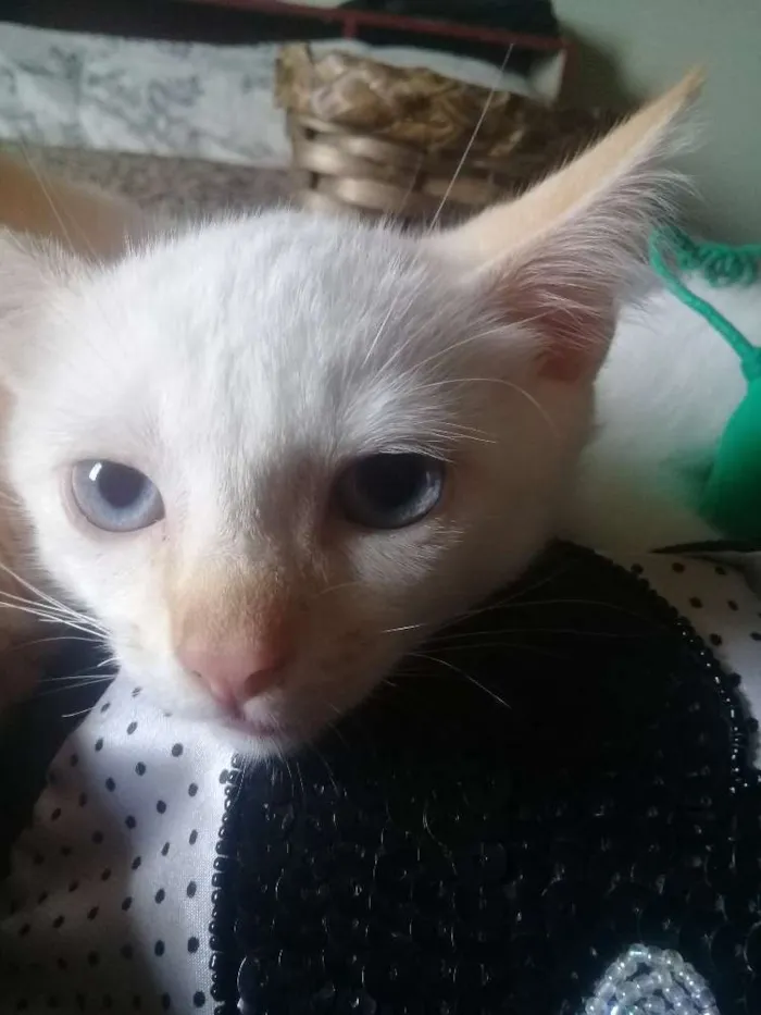 Gato ra a Gato idade Abaixo de 2 meses nome Gatinhos