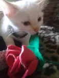 Gatinhos