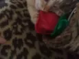 Gatinhos