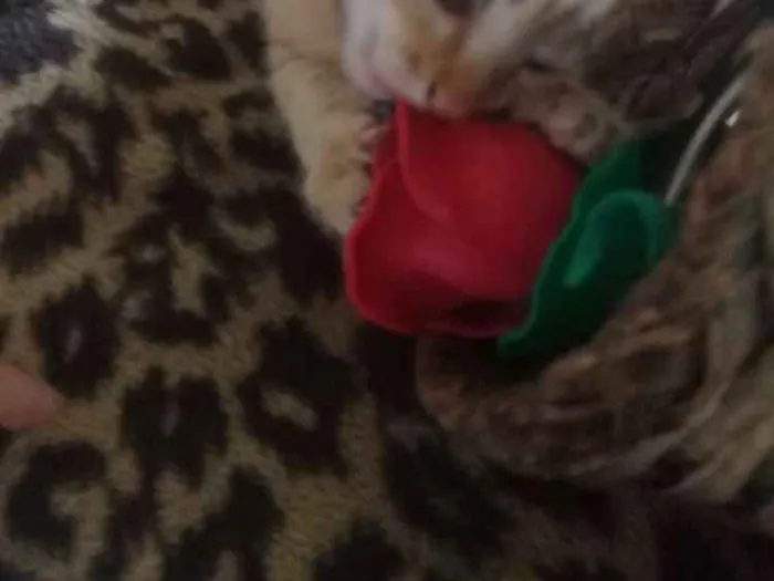 Gato ra a Gato idade Abaixo de 2 meses nome Gatinhos
