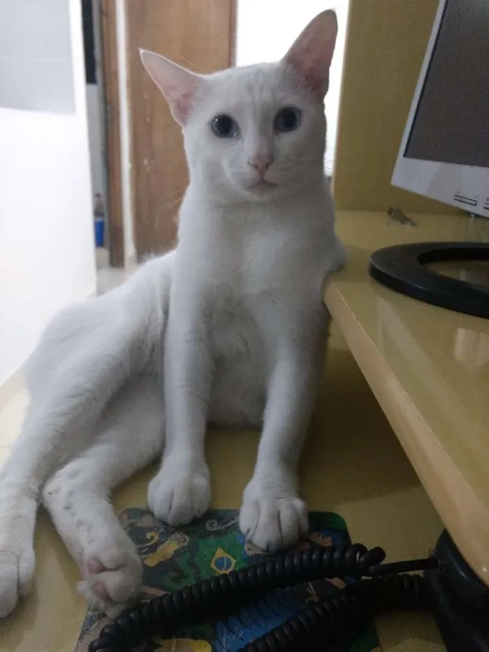 Gato ra a Sem raça definida idade 1 ano nome Thomas