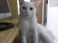 Thomas