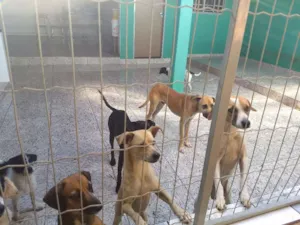 Cachorro raça Vira lata idade 4 anos nome Diana