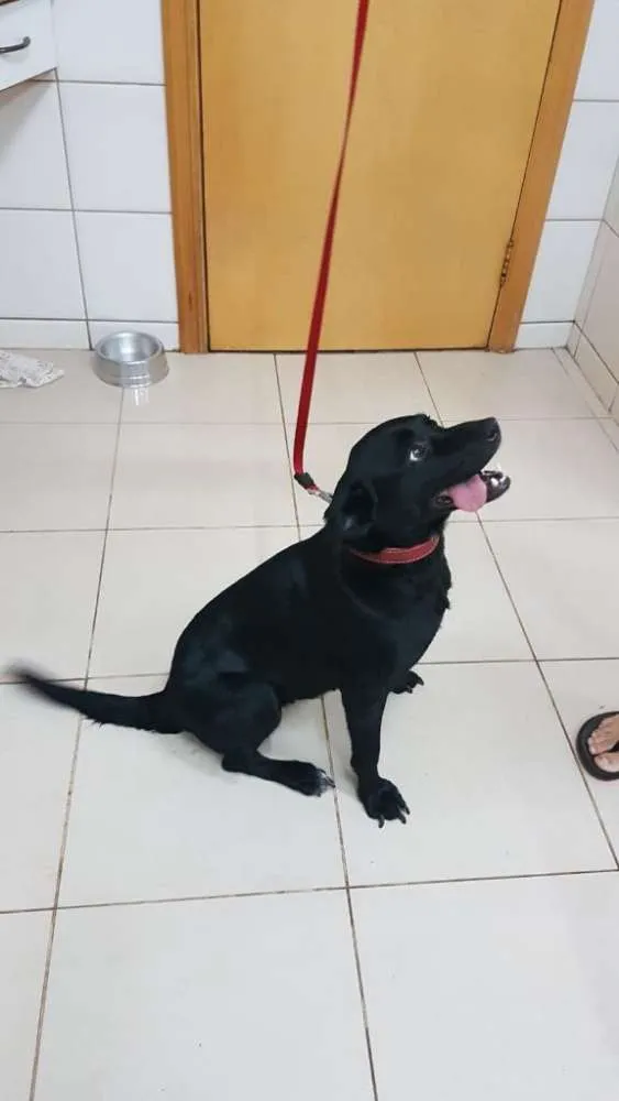 Cachorro ra a Indefinida idade 2 anos nome Nicole 