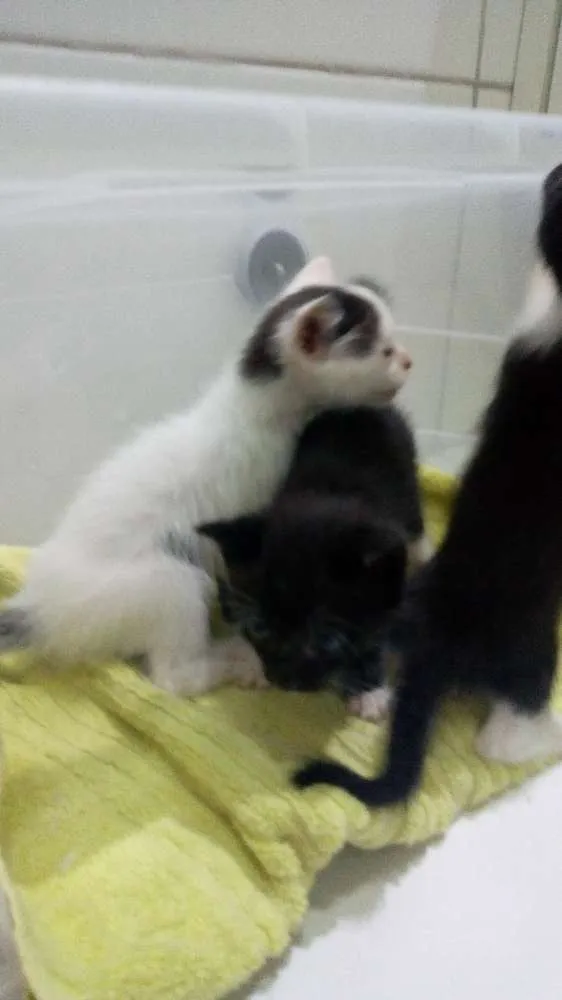 Gato ra a Vira lata idade Abaixo de 2 meses nome Não tem