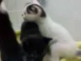 Não tem