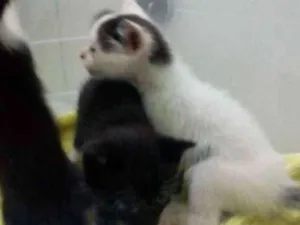 Gato raça Vira lata idade Abaixo de 2 meses nome Não tem