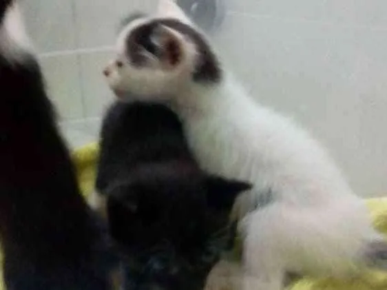 Gato ra a Vira lata idade Abaixo de 2 meses nome Não tem