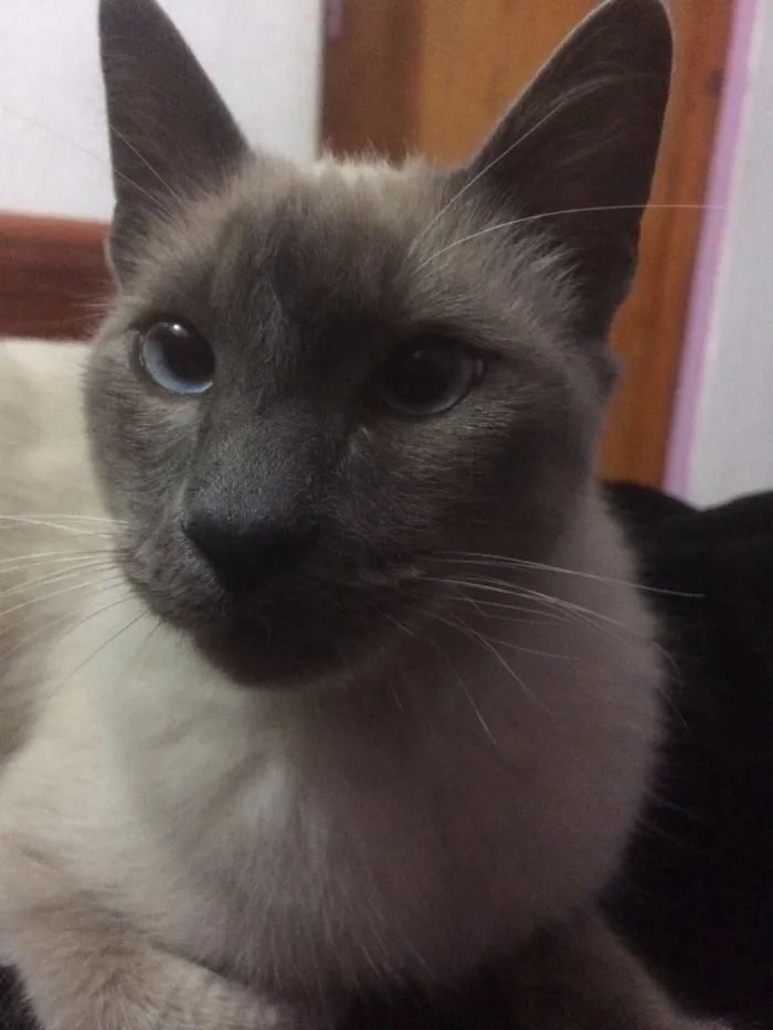 Gato ra a Siames idade 2 anos nome Brian
