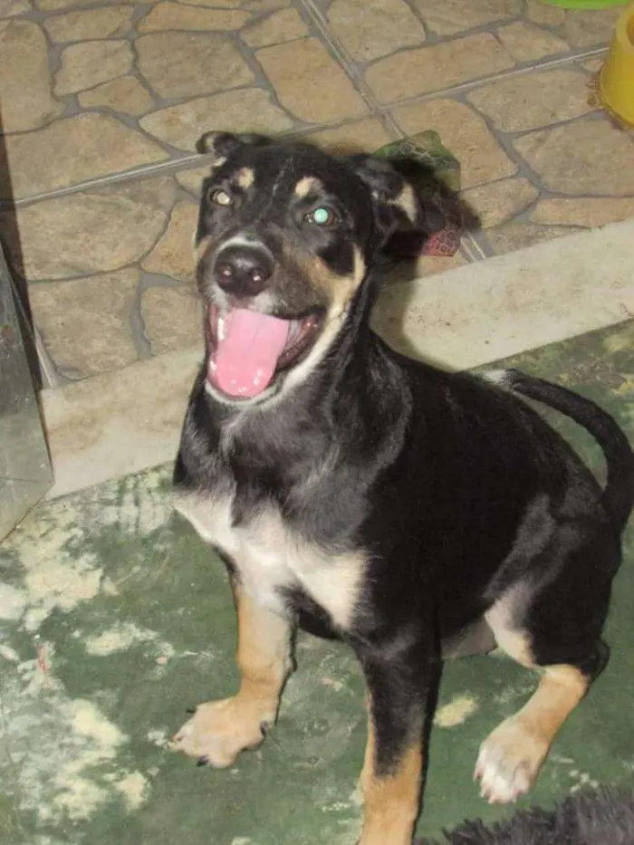 Cachorro ra a SRD idade 2 a 6 meses nome Zóla