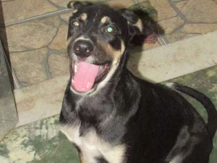 Cachorro ra a SRD idade 2 a 6 meses nome Zóla