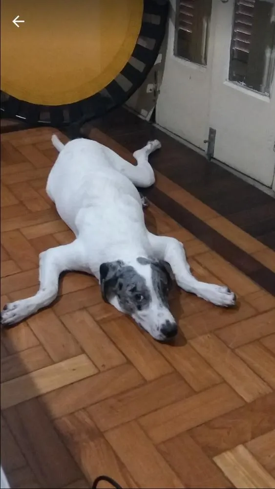 Cachorro ra a SRD com dálmata  idade 7 a 11 meses nome Théo 