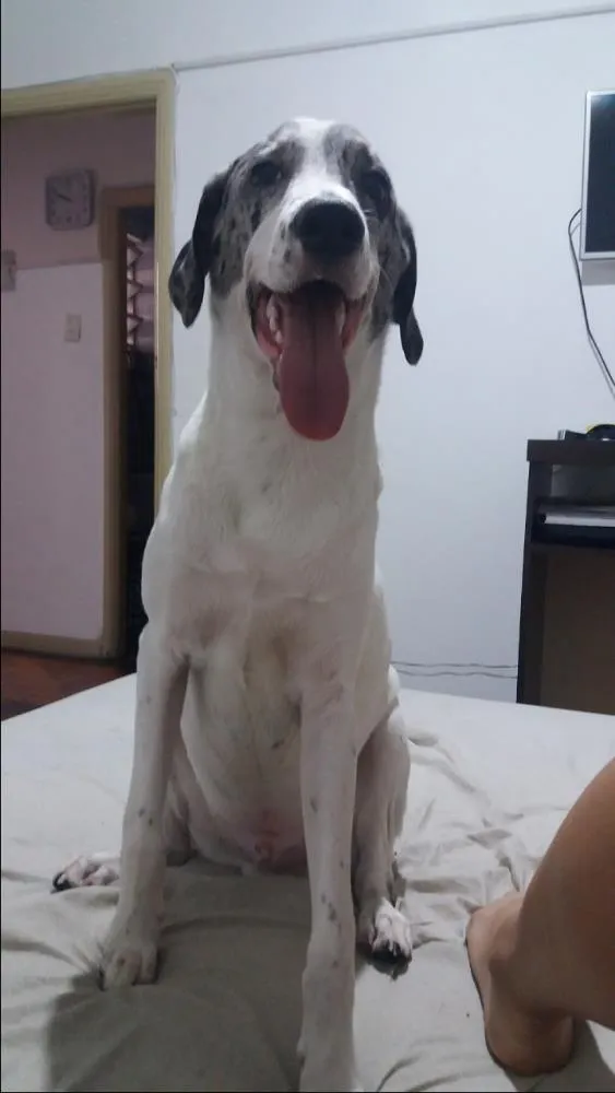 Cachorro ra a SRD com dálmata  idade 7 a 11 meses nome Théo 