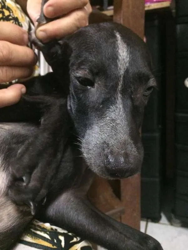 Cachorro ra a  idade 2 a 6 meses nome Tico