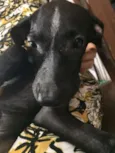 Tico