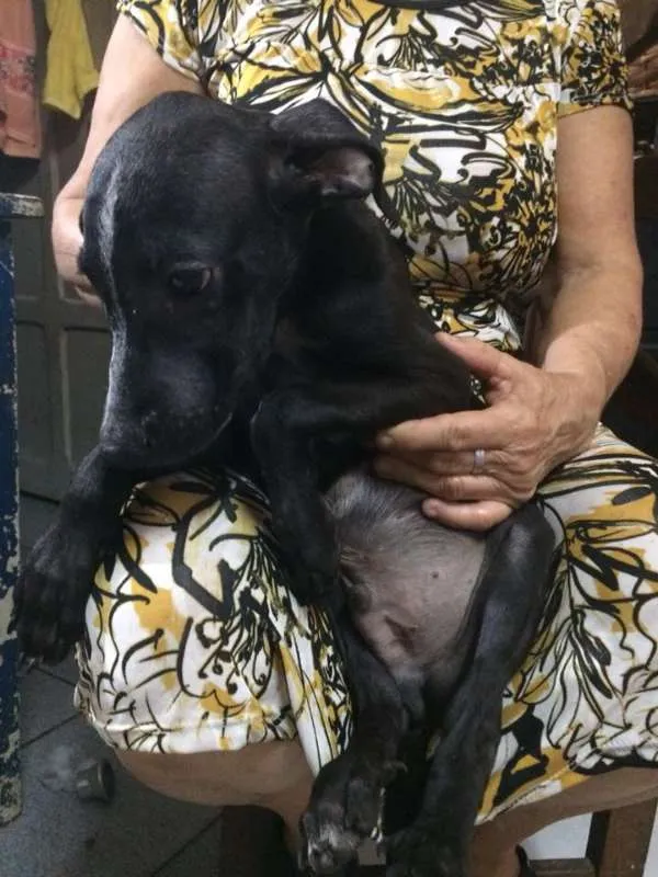 Cachorro ra a  idade 2 a 6 meses nome Tico