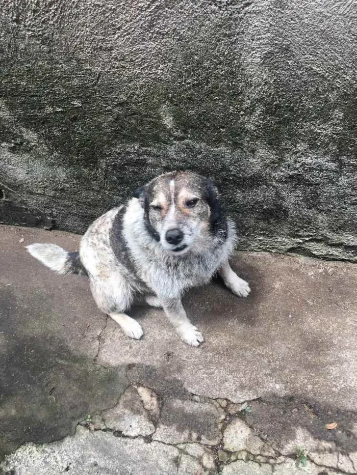 Cachorro ra a Blue Riller idade 6 ou mais anos nome Vovô 