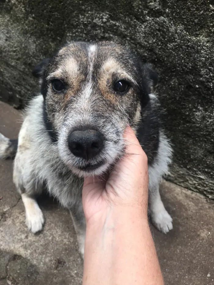 Cachorro ra a Blue Riller idade 6 ou mais anos nome Vovô 