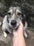 Vovô