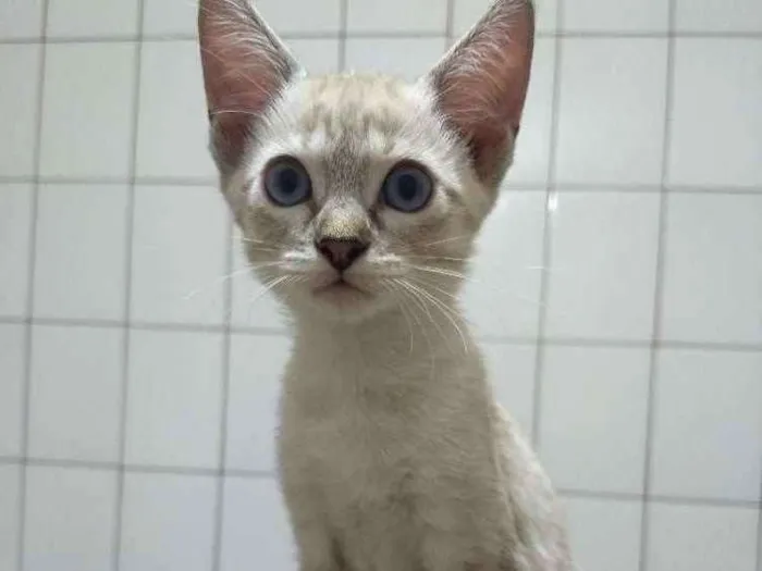 Gato ra a siames idade 2 a 6 meses nome Zoe