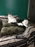 PiuPiu e Felix