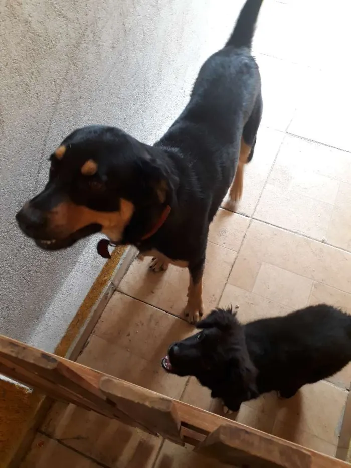 Cachorro ra a Rottweiler misturado  idade 7 a 11 meses nome Dom