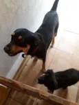 Dom
