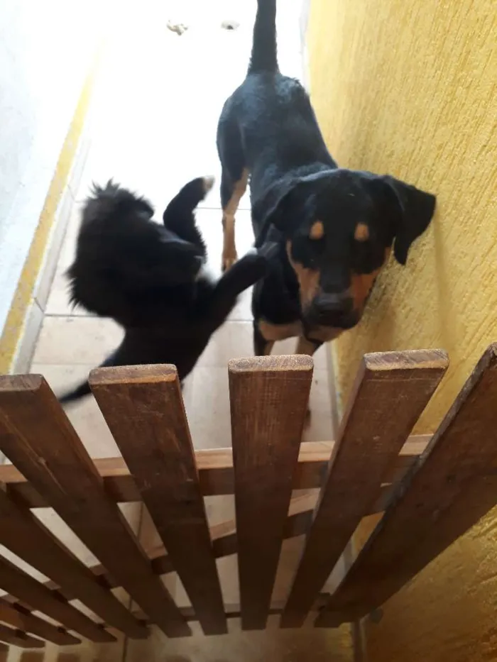 Cachorro ra a Rottweiler misturado  idade 7 a 11 meses nome Dom