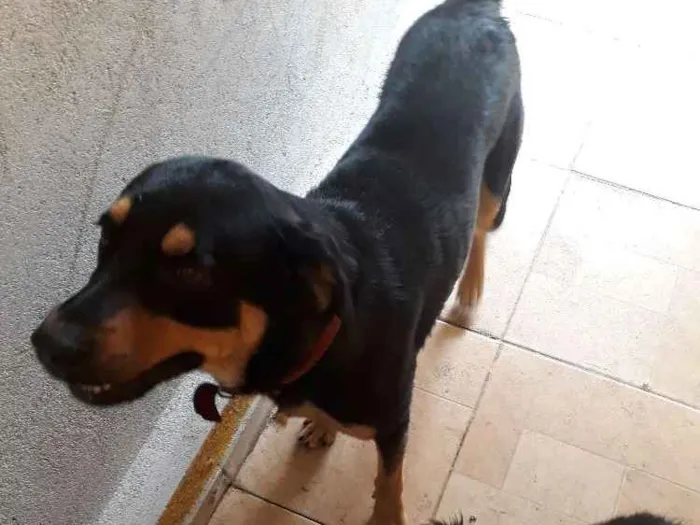 Cachorro ra a Rottweiler misturado  idade 7 a 11 meses nome Dom