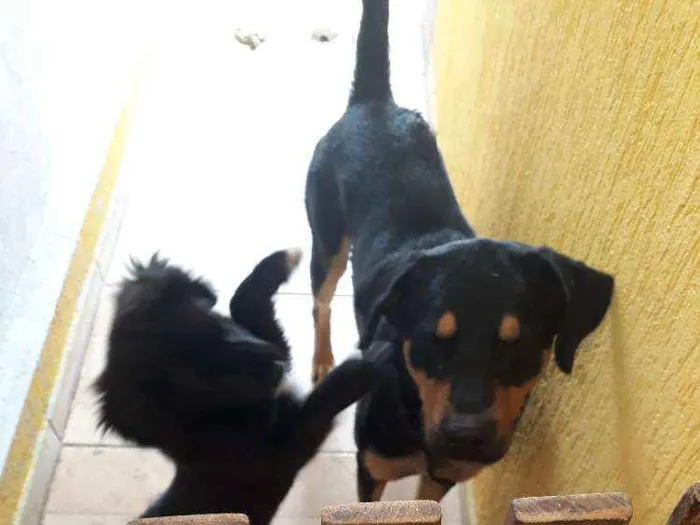 Cachorro ra a Rottweiler misturado  idade 7 a 11 meses nome Dom
