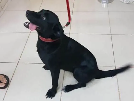 Cachorro ra a Indefinida idade 2 anos nome Nicole 