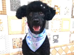 Cachorro raça Mix poodle idade  nome Lucky