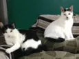 PiuPiu e Felix