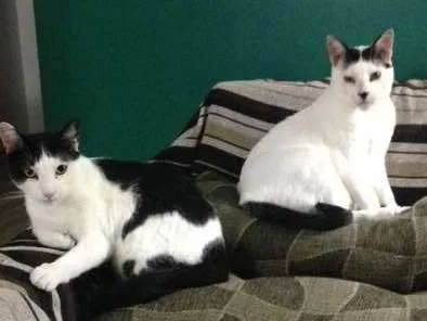 Gato ra a SRD idade 6 ou mais anos nome PiuPiu e Felix