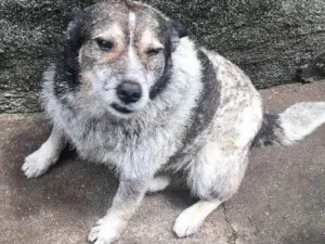 Cachorro raça Blue Riller idade 6 ou mais anos nome Vovô 