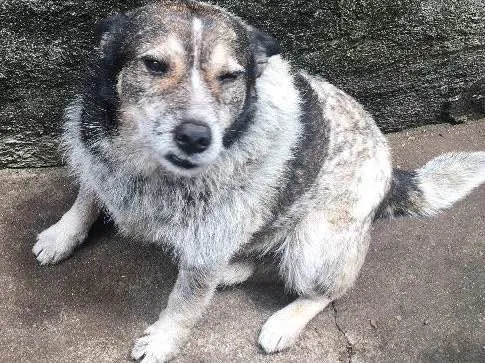 Cachorro ra a Blue Riller idade 6 ou mais anos nome Vovô 