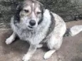 Vovô