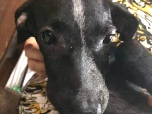 Cachorro raça  idade 2 a 6 meses nome Tico