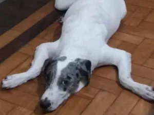 Cachorro raça SRD com dálmata  idade 7 a 11 meses nome Théo 
