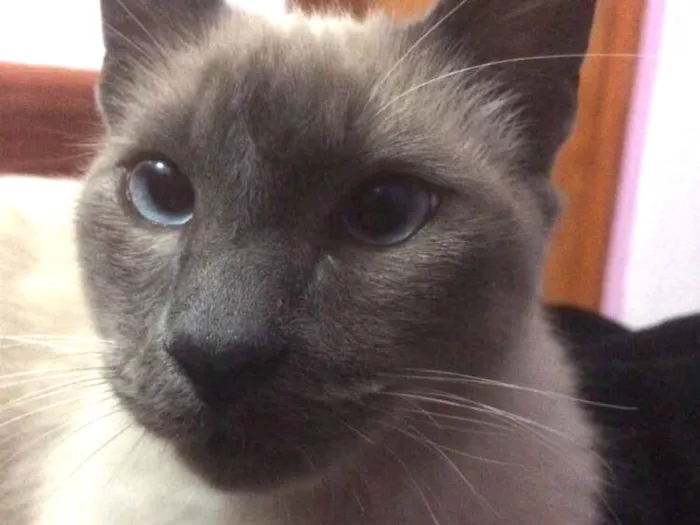 Gato ra a Siames idade 2 anos nome Brian