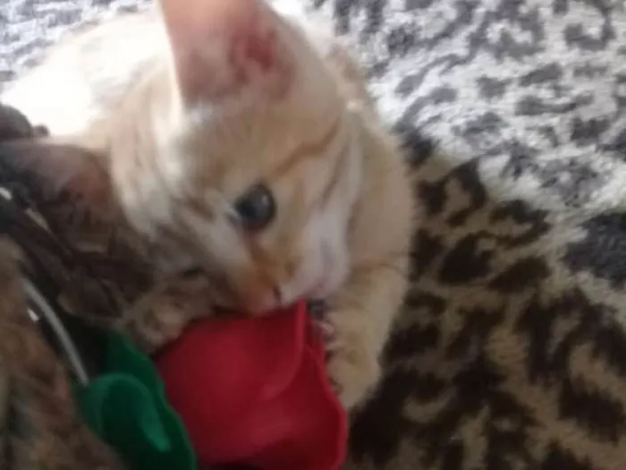Gato ra a Gato idade Abaixo de 2 meses nome Gatinhos